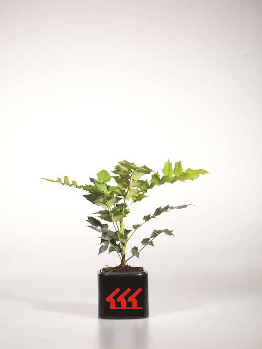 Магонія Середня Магонія Середня