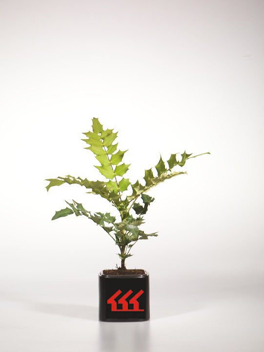 Магонія Середня Магонія Середня