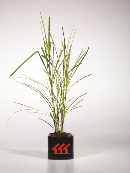 Міскантус Китайський Міскантус Китайський