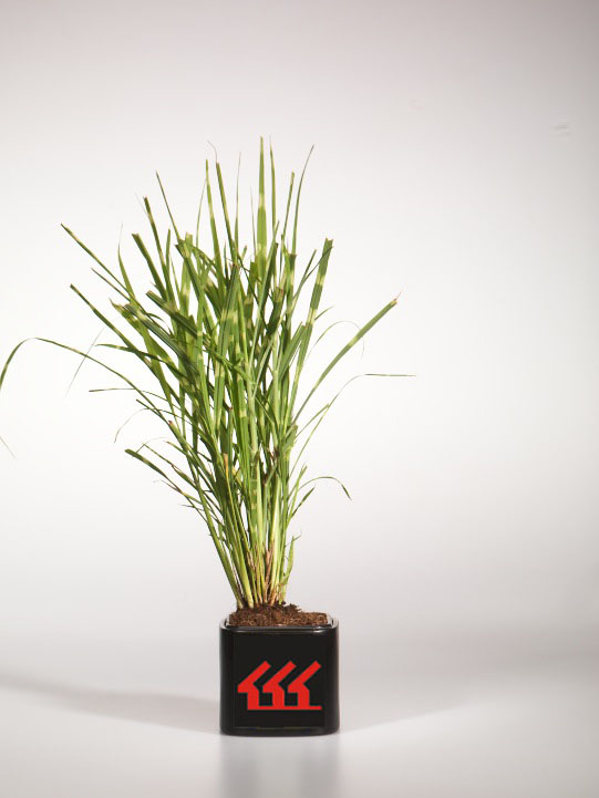 Міскантус Китайський Міскантус Китайський