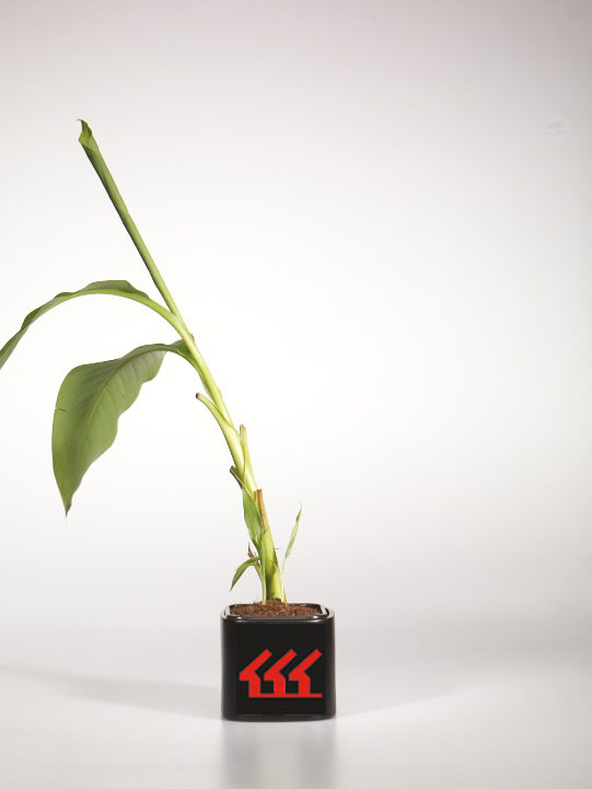 Банан Японський Банан Японський