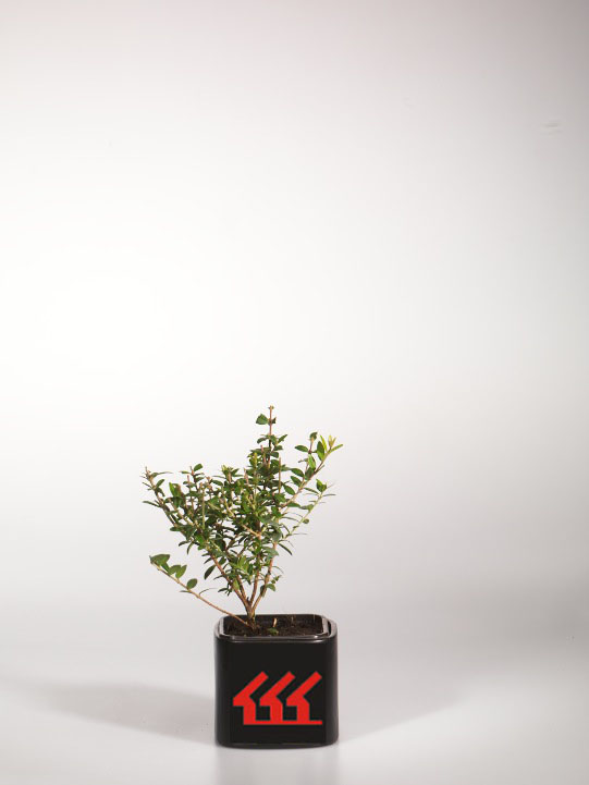 Мирт Звичайний Мирт Звичайний