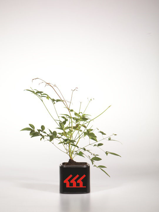 Нандіна Домашня Нандіна Домашня