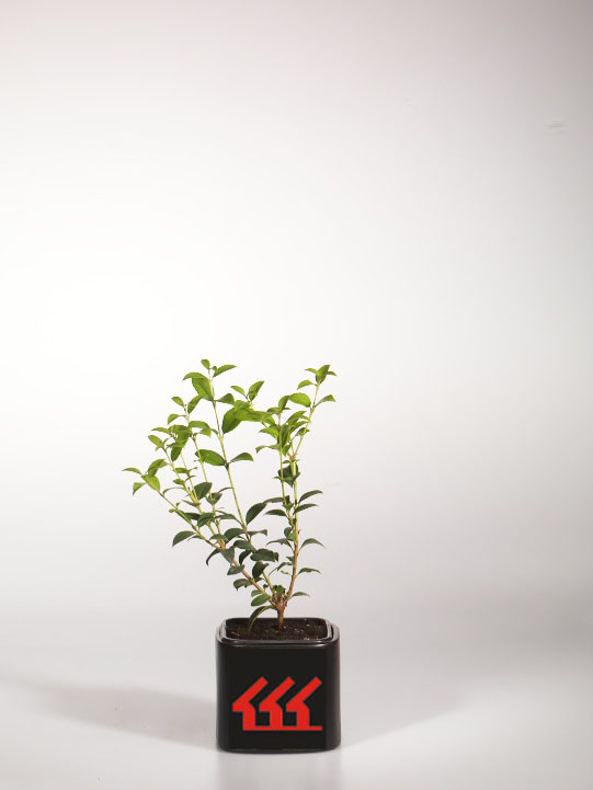 Османтус Бурквуда Османтус Бурквуда