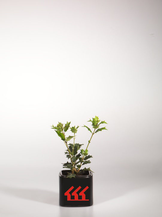 Османтус Пахучий Османтус Пахучий