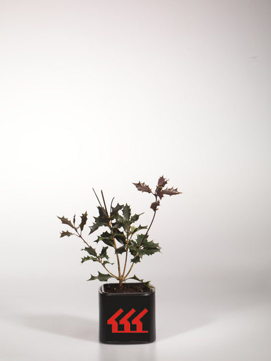 Османтус Пахучий Османтус Пахучий