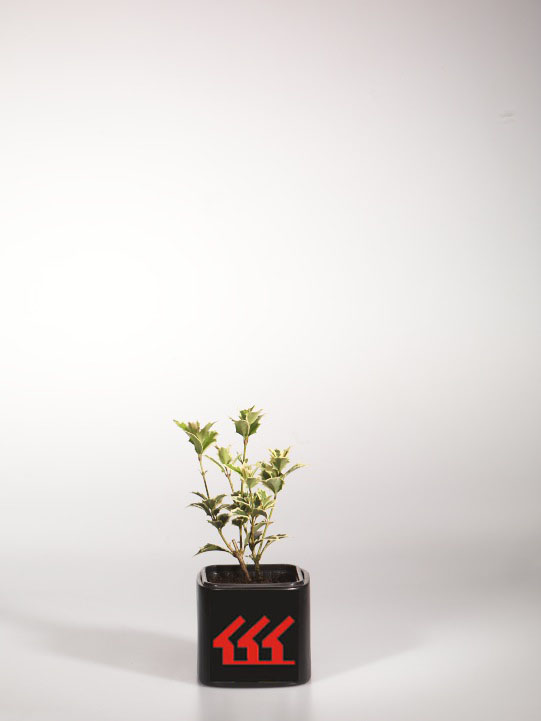 Османтус Пахучий Османтус Пахучий