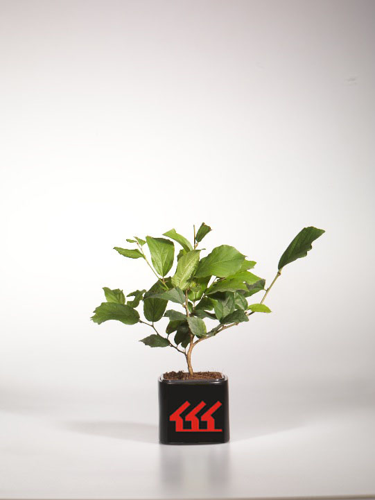 Парротия Персидська Парротия Персидська