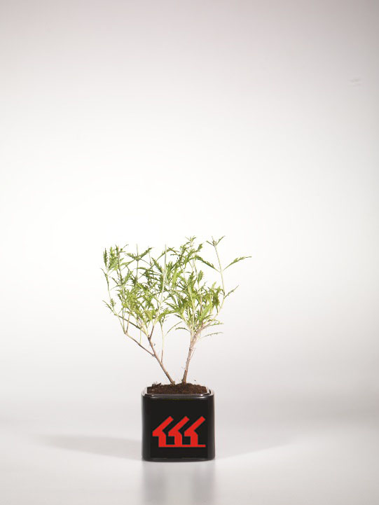 Перовскія Перовскія