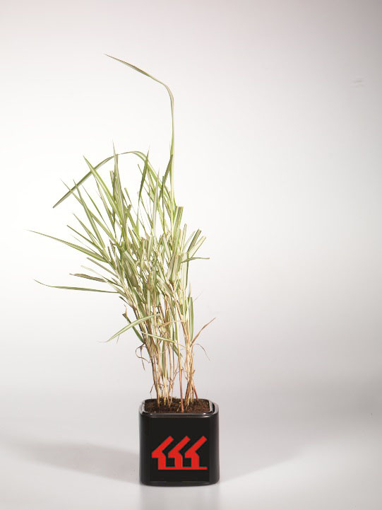 Фалярис Тростниковий Фалярис Тростниковий