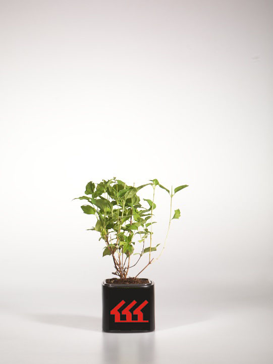 Чубушник Чубушник