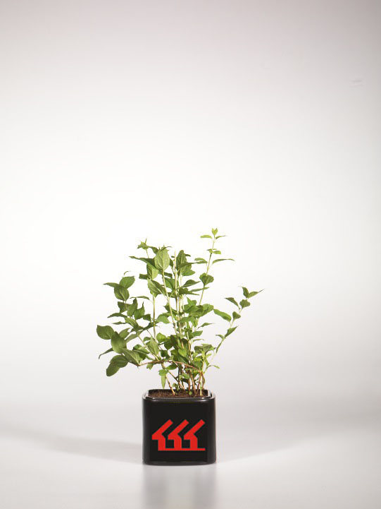 Чубушник Чубушник