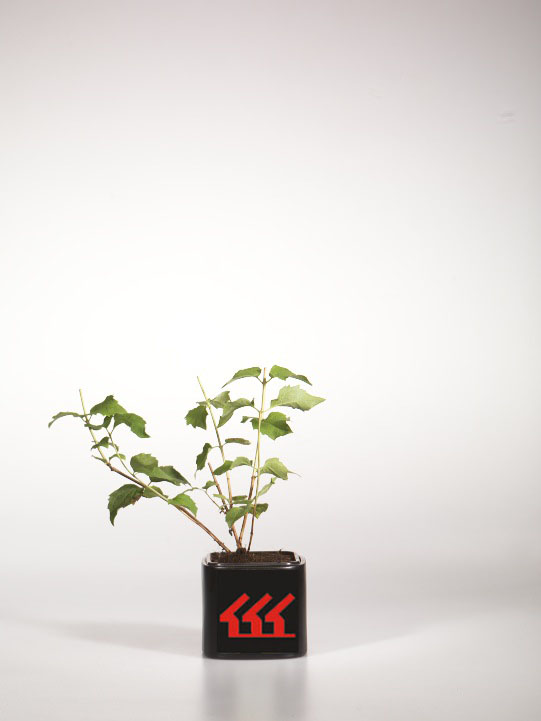 Чубушник Чубушник