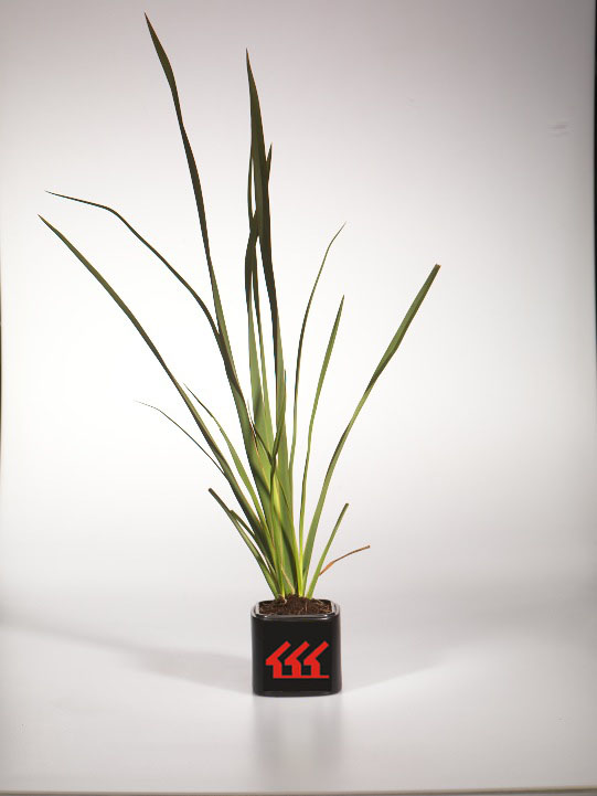 Лен Новозеландський Лен Новозеландський