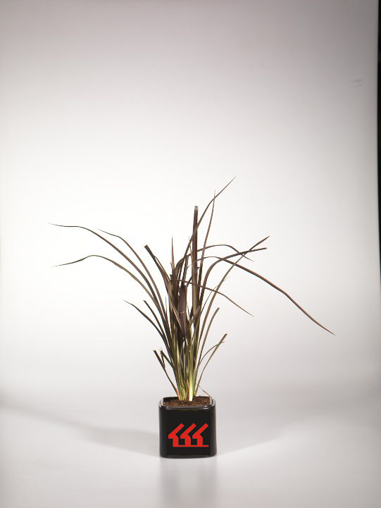 Лен Новозеландський Лен Новозеландський