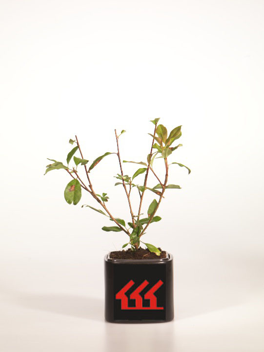 Фотинія Городчаталистна Фотинія Городчаталистна