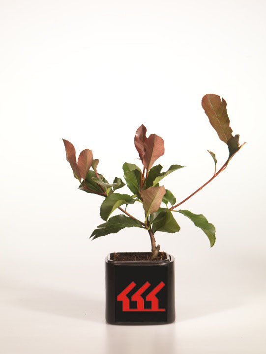 Фотинія Фразера Фотинія Фразера