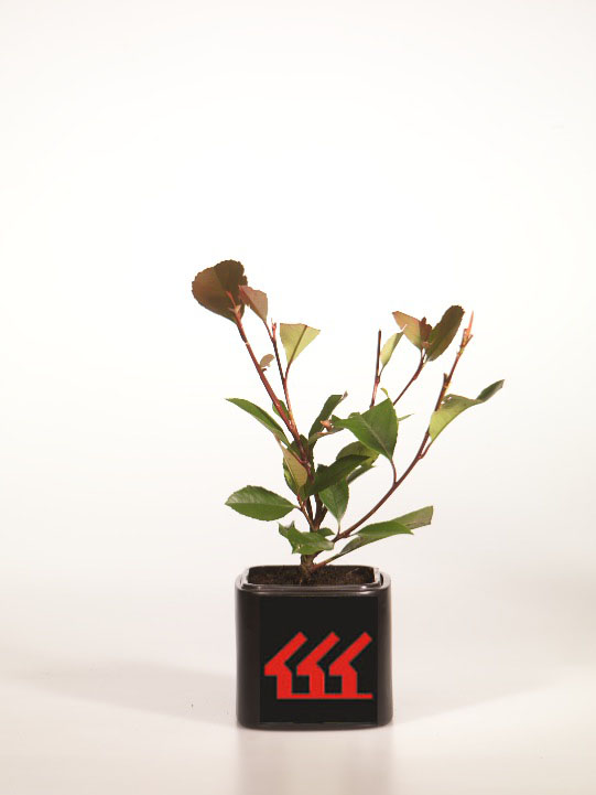 Фотинія Фразера Фотинія Фразера