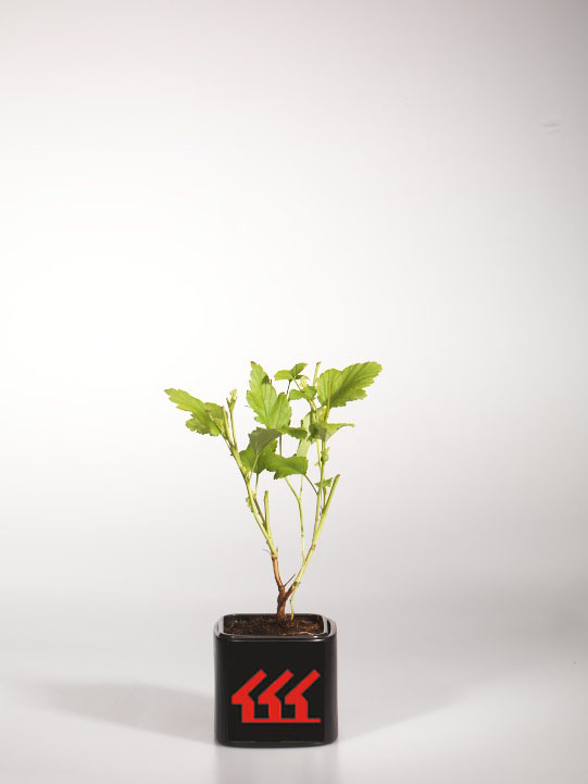 Пухироплідник Калинолистний Пухироплідник Калинолистний