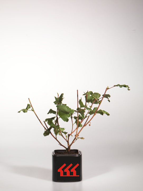 Пухироплідник Калинолистний Пухироплідник Калинолистний