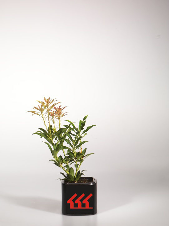 Пієріс Пієріс