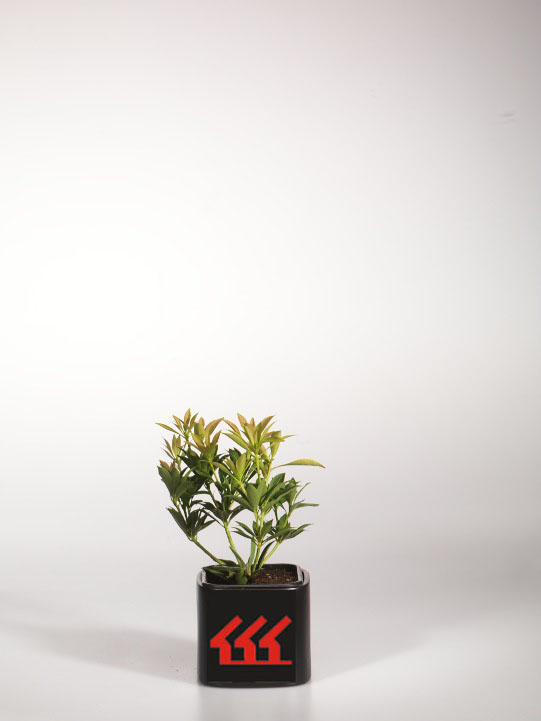 Пієріс Японський Пієріс Японський