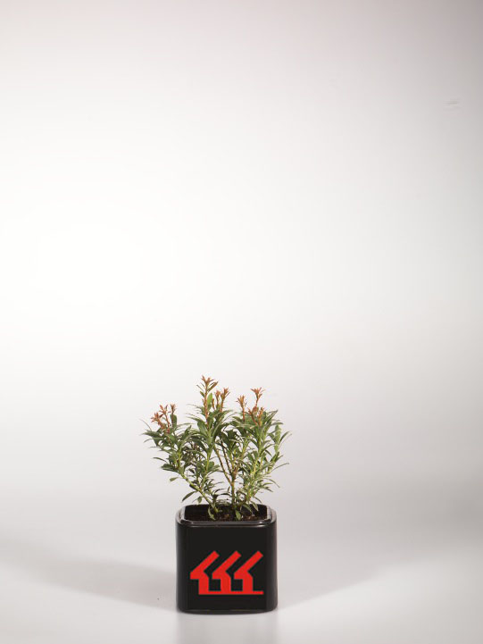 Пієріс Японський Пієріс Японський