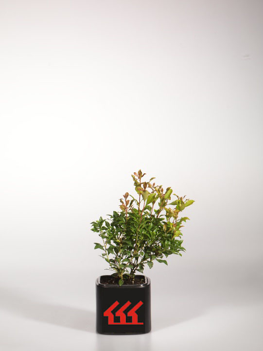 Пієріс Японський Пієріс Японський