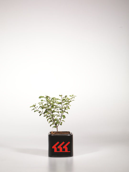 Питтоспорум Мелколистний Питтоспорум Мелколистний