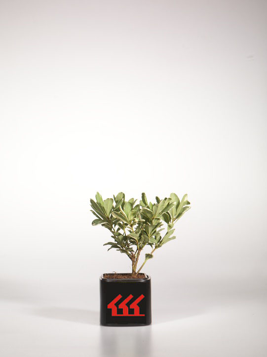 Питтоспорум Тобира Питтоспорум Тобира