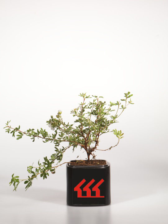 Лапчатка Кущова Лапчатка Кущова