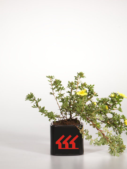 Лапчатка Кущова Лапчатка Кущова