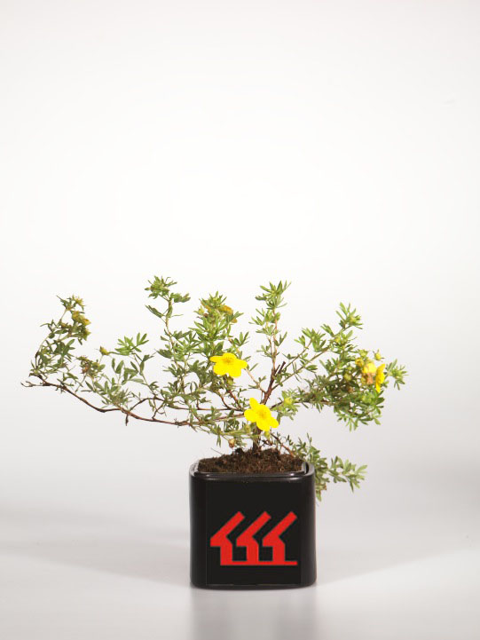 Лапчатка Кущова Лапчатка Кущова