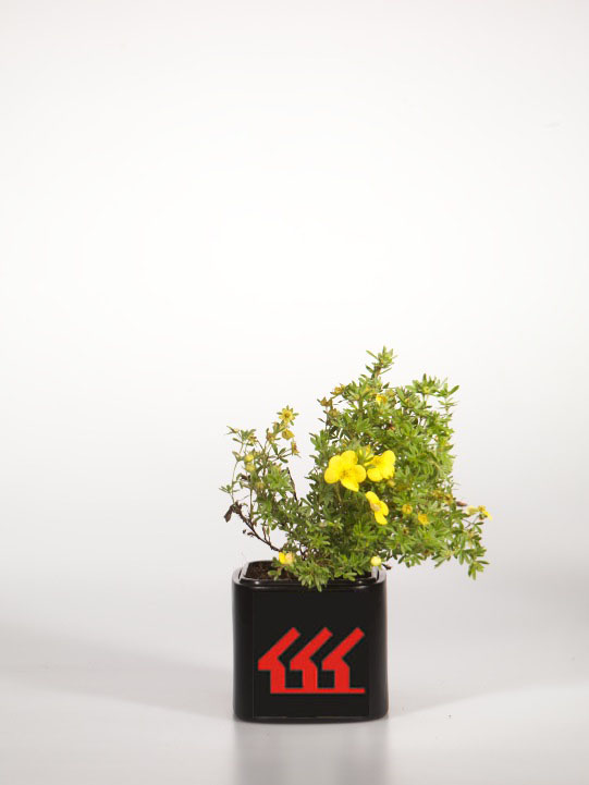 Лапчатка Кущова Лапчатка Кущова