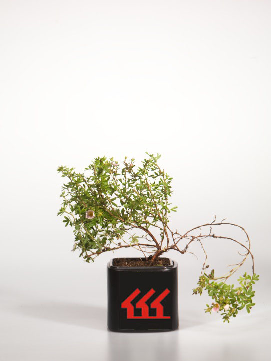 Лапчатка Лапчатка