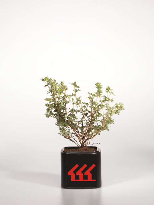 Лапчатка Кущова Лапчатка Кущова