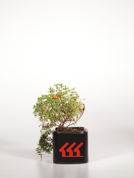 Лапчатка Кущова Лапчатка Кущова