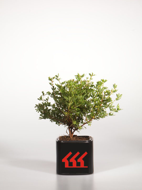 Лапчатка Кущова Лапчатка Кущова