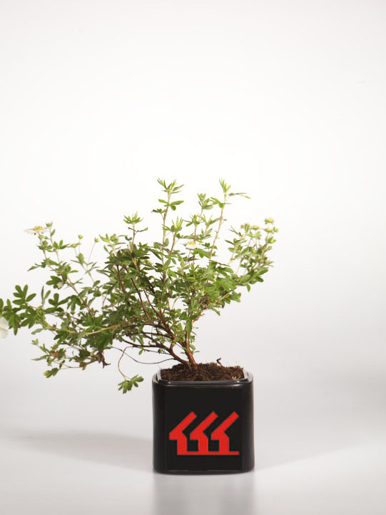 Лапчатка Кущова Лапчатка Кущова