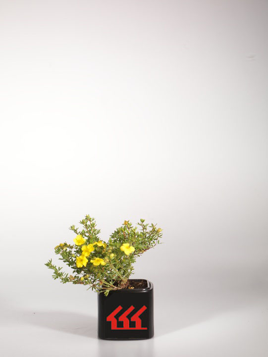 Лапчатка Кущова Лапчатка Кущова