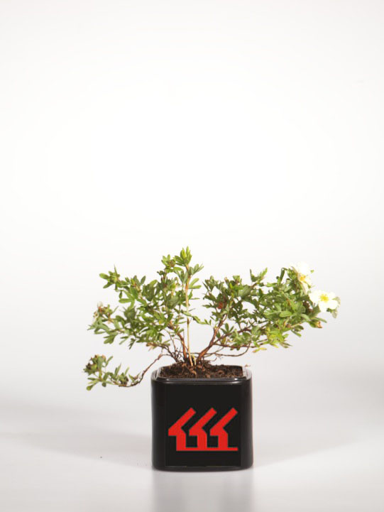 Лапчатка Кущова Лапчатка Кущова