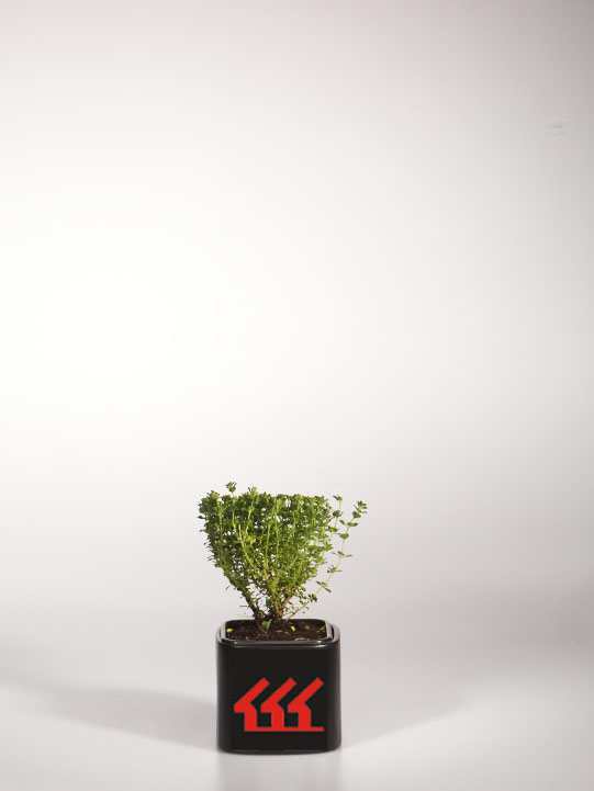 Прострел Звичайний Прострел Звичайний