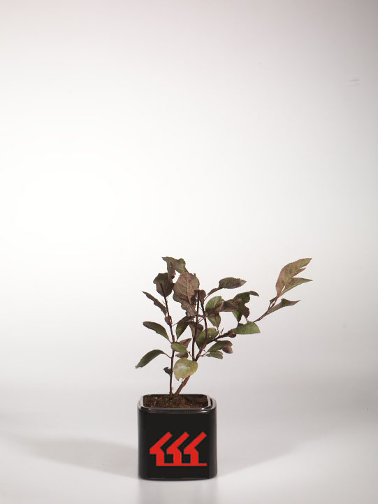 Слива Цистена Слива Цистена