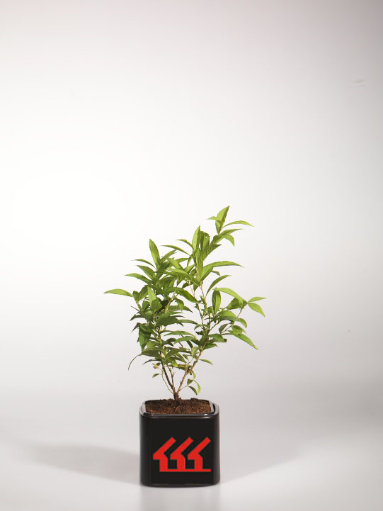 Слива Железиста Слива Железиста