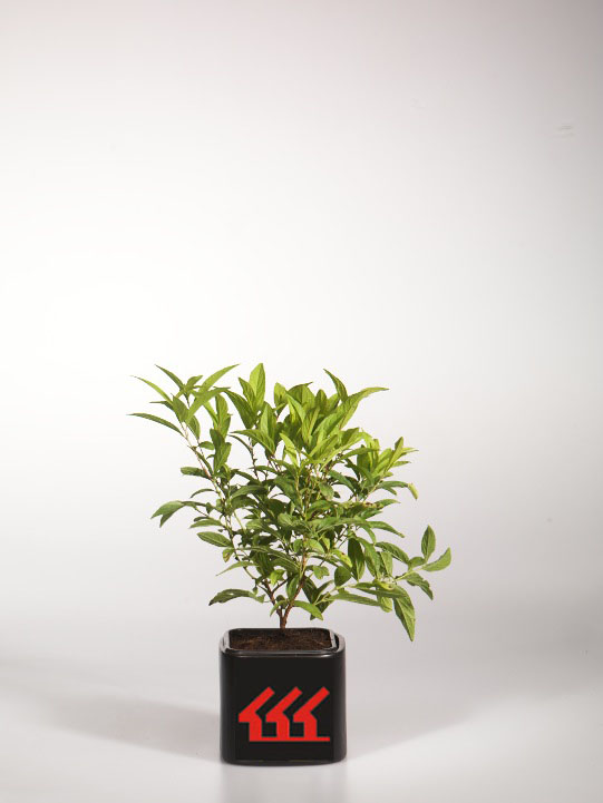 Слива Железиста Слива Железиста