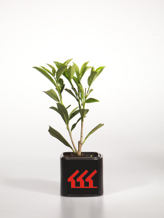 Лавровишня Лікарська Лавровишня Лікарська