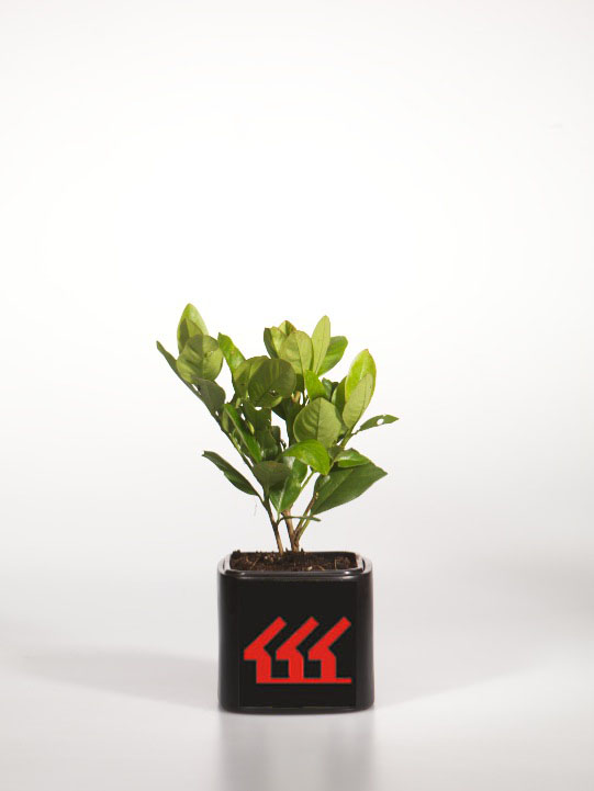 Лавровишня Лікарська Лавровишня Лікарська