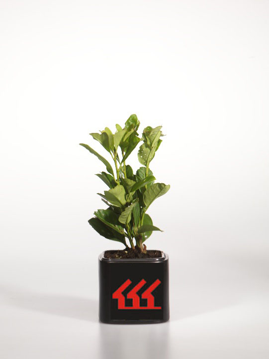 Лавровишня Лікарська Лавровишня Лікарська