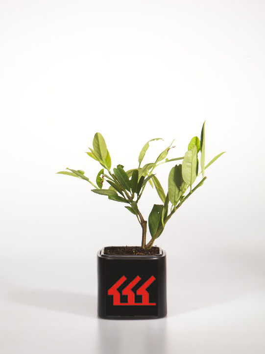 Лавровишня Лікарська Лавровишня Лікарська