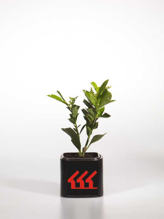 Лавровишня Лікарська Лавровишня Лікарська